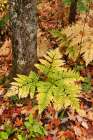 USA, Michigan, Ottawa National Forest. Bracken fern in autumn. Art Print